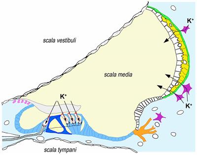 DFNB1 Non-syndromic Hearing Impairment: Diversity of Mutations and Associated Phenotypes